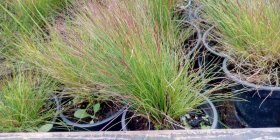 Festuca 'Walberla' Овсяница